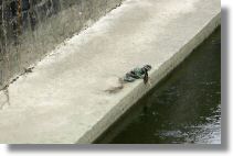 wroclaw_krasnal_pracz_odrzanski.jpg